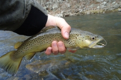 trout-fishing-brown-trout