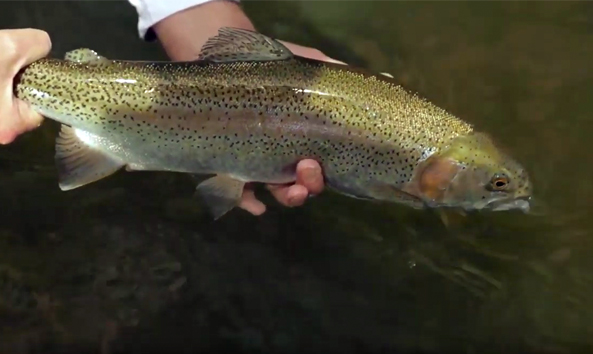 Angler holding a trophy trout fish in West Virginia.