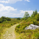 Dolly Sods Wilderness In West Virginia, USA.