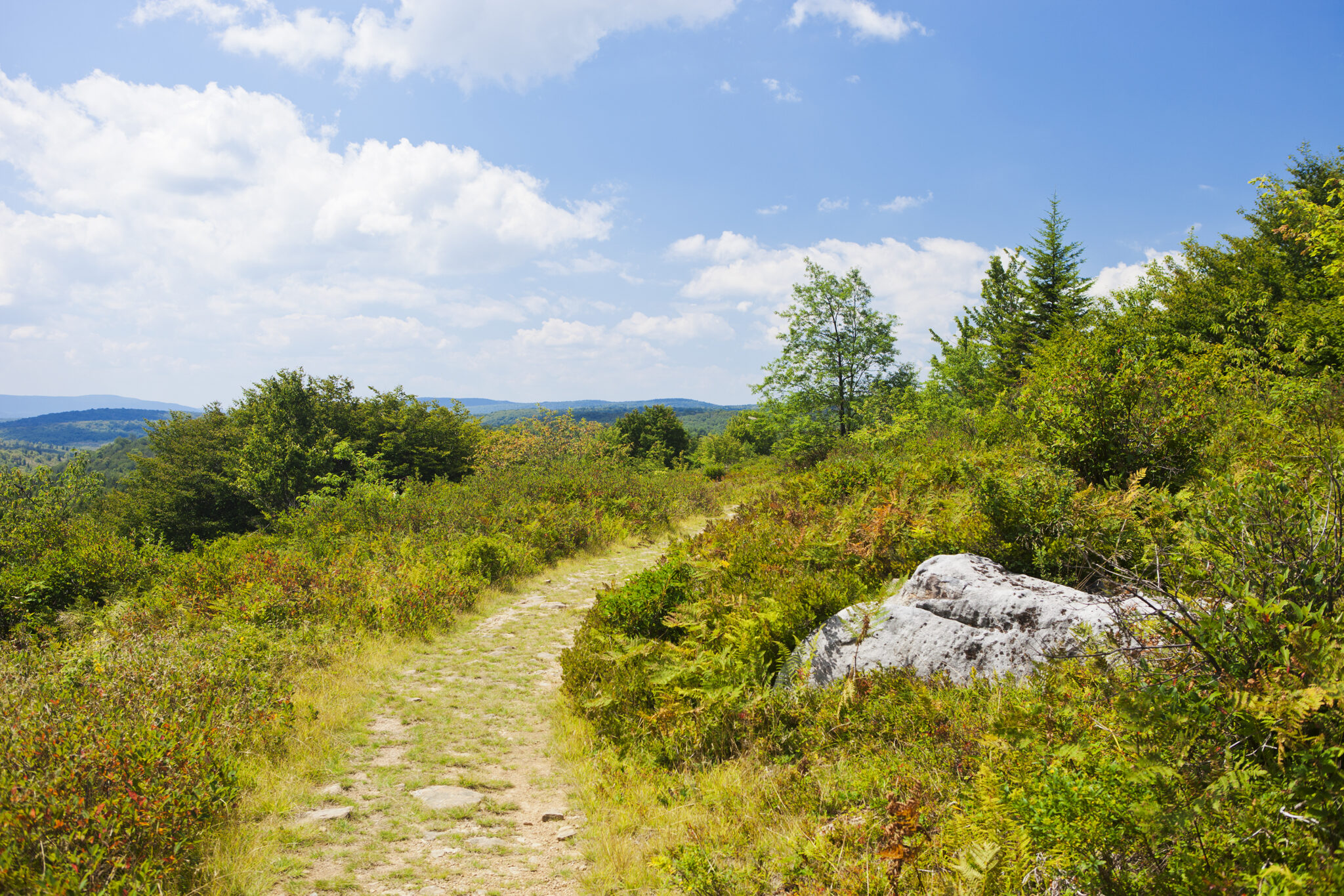 Best Time to Visit Dolly Sods